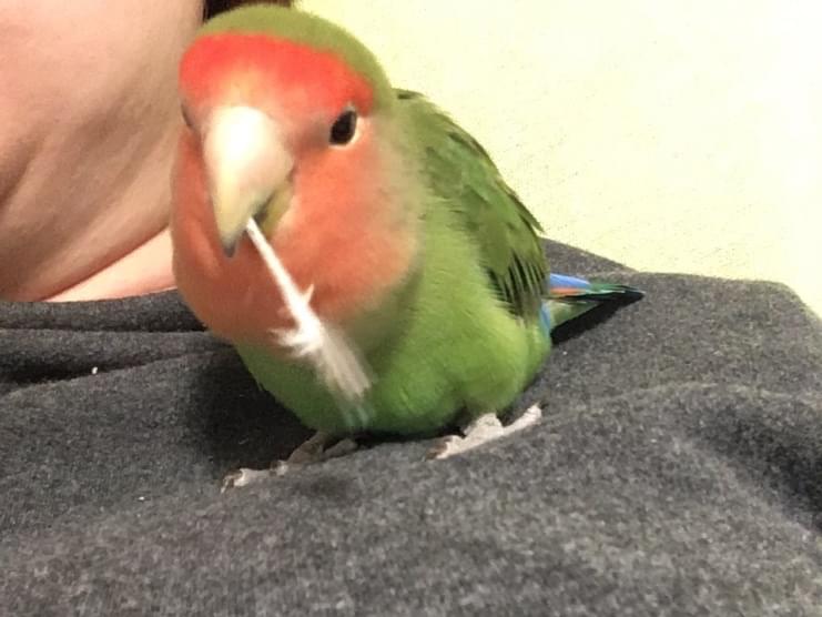 パーチクちゃん パーチクちゃん