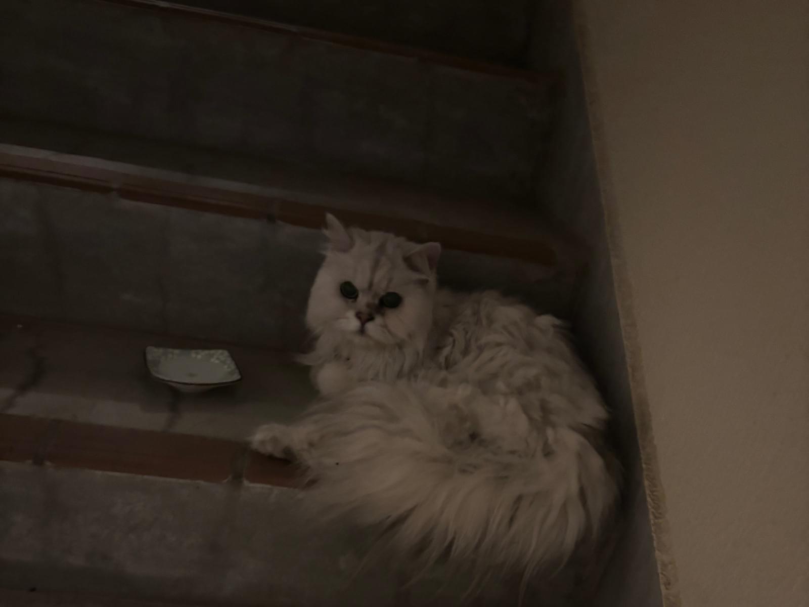 目撃された猫 目撃された猫