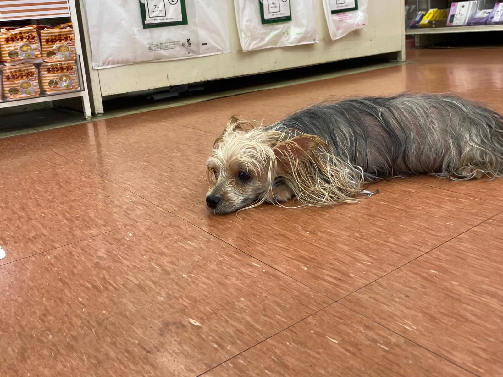 目撃された犬 目撃された犬