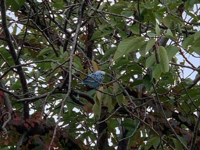 目撃された鳥 目撃された鳥