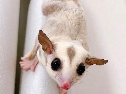 ココちゃん ココちゃん