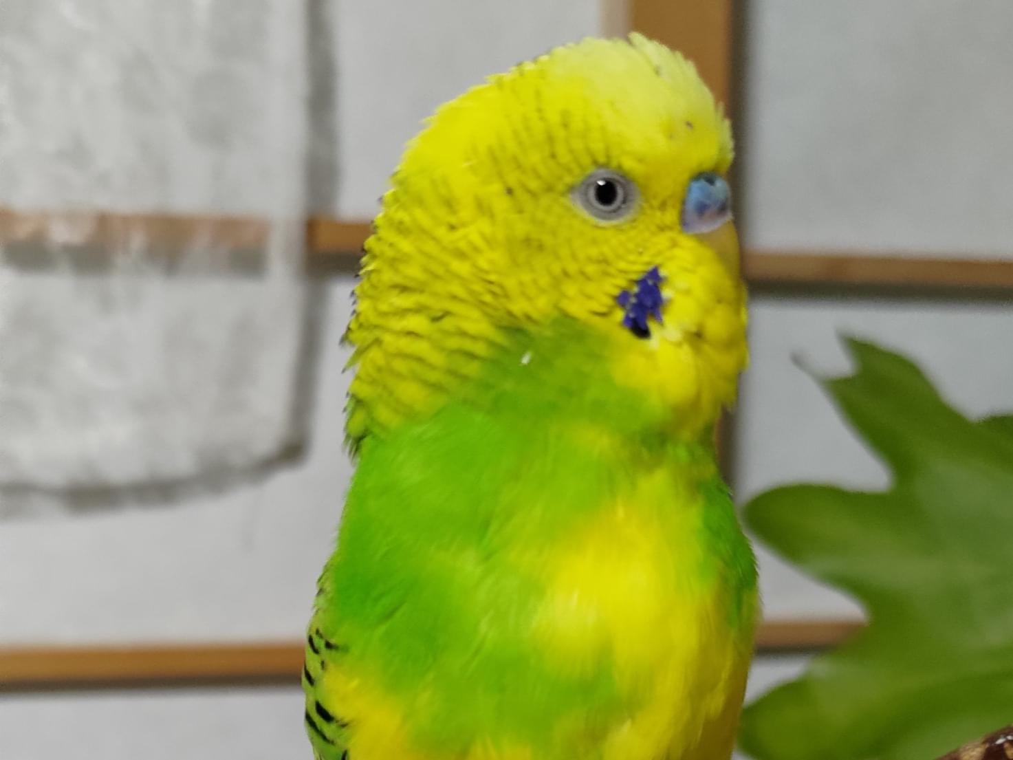 だんごちゃん
