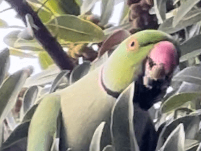 目撃された鳥 目撃された鳥