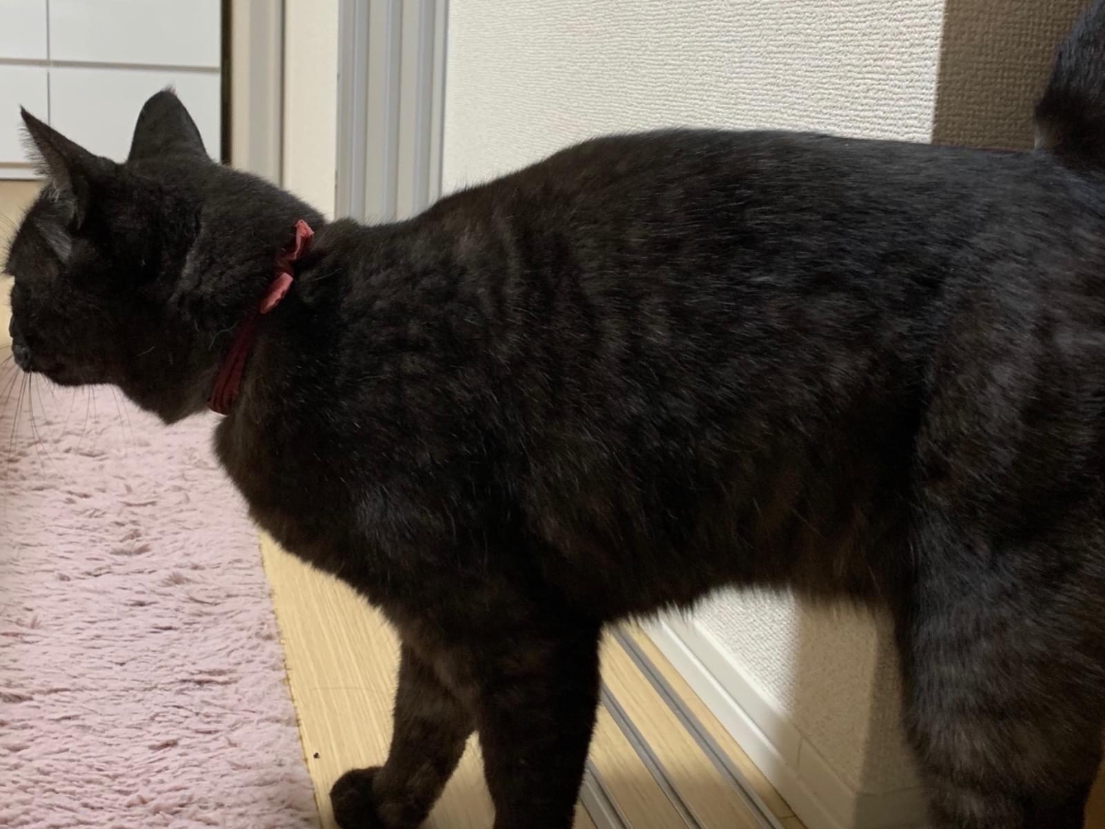 保護された猫 保護された猫