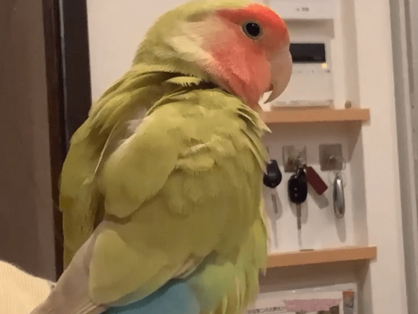 クララちゃん クララちゃん