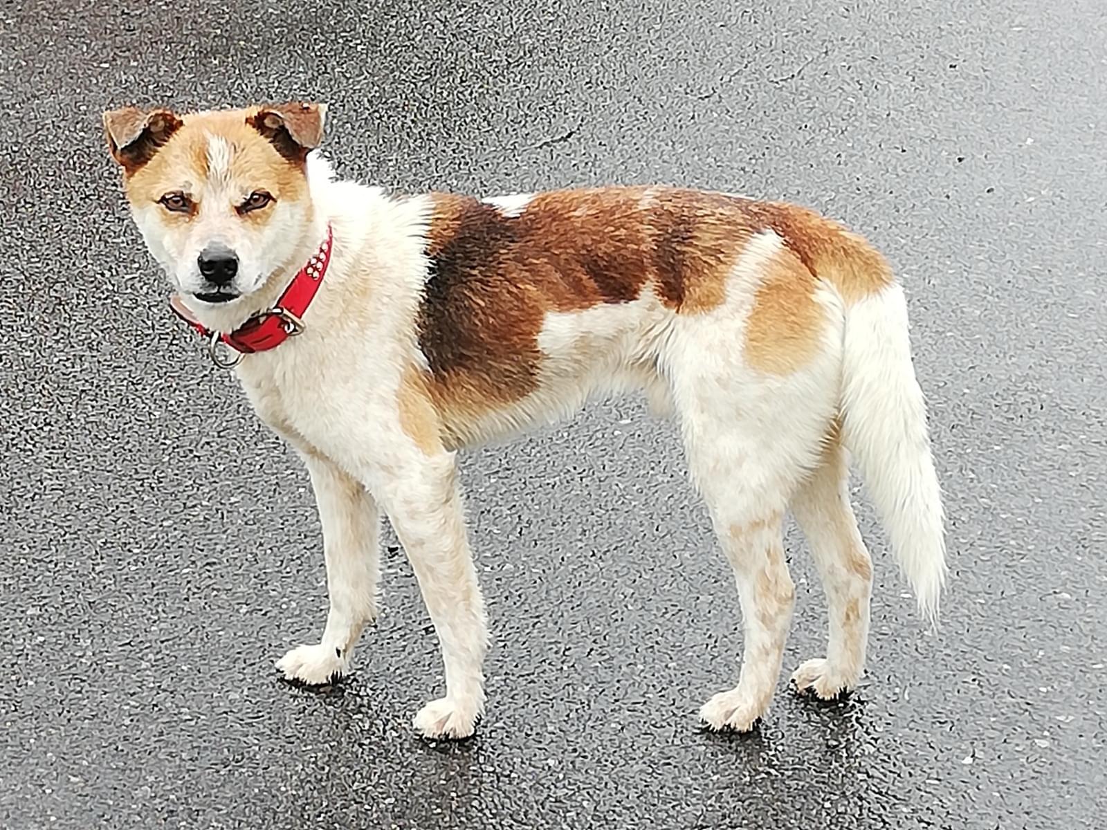 目撃された犬 目撃された犬