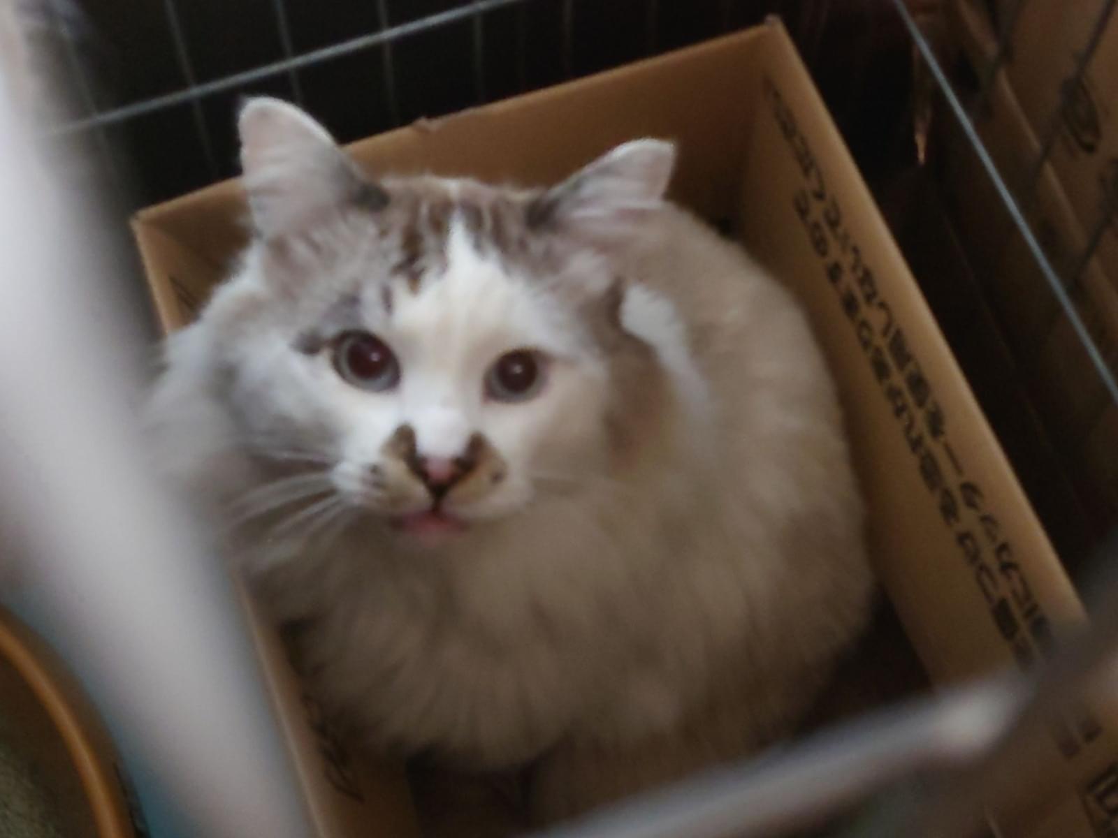保護された猫 保護された猫