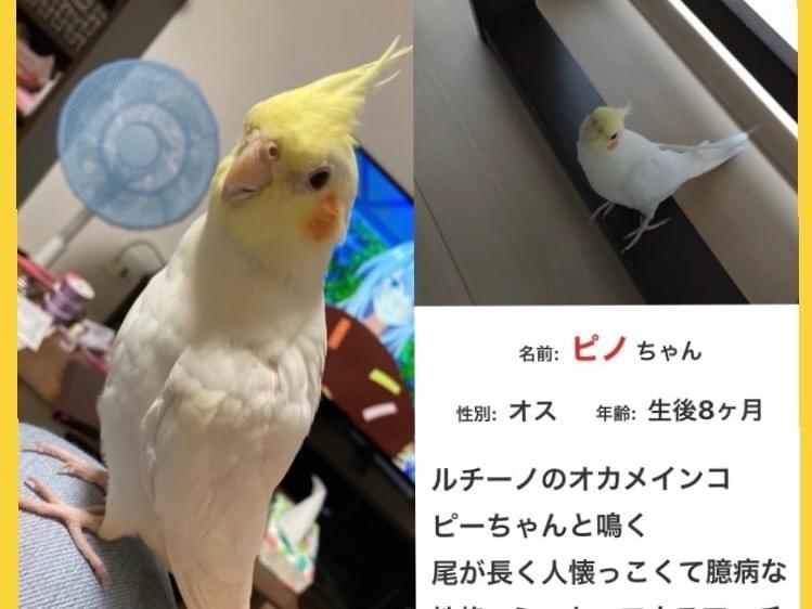 ピノちゃん ピノちゃん