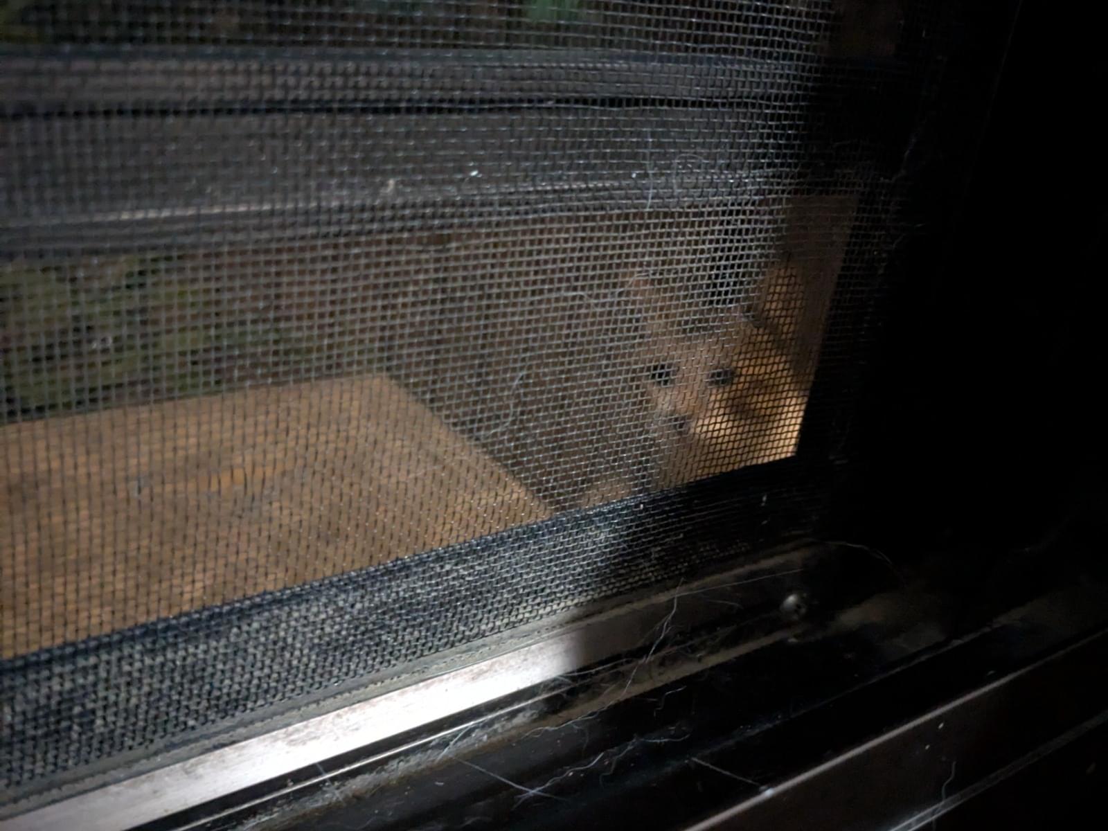 目撃された猫 目撃された猫