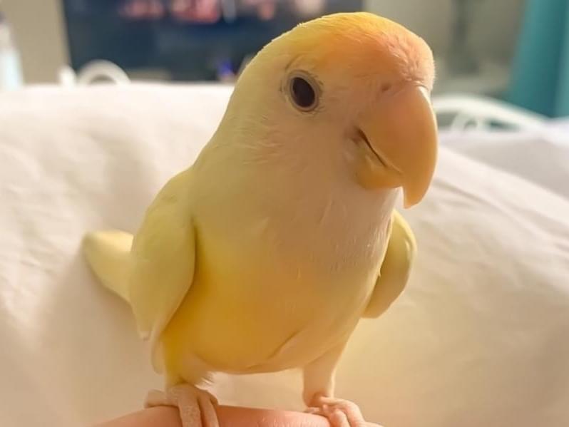 シトロンちゃん シトロンちゃん