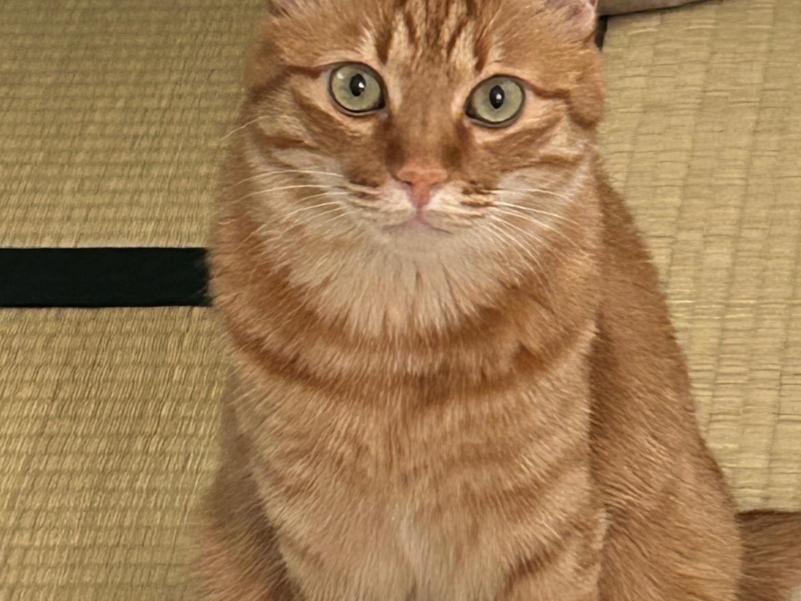 きなこちゃん きなこちゃん