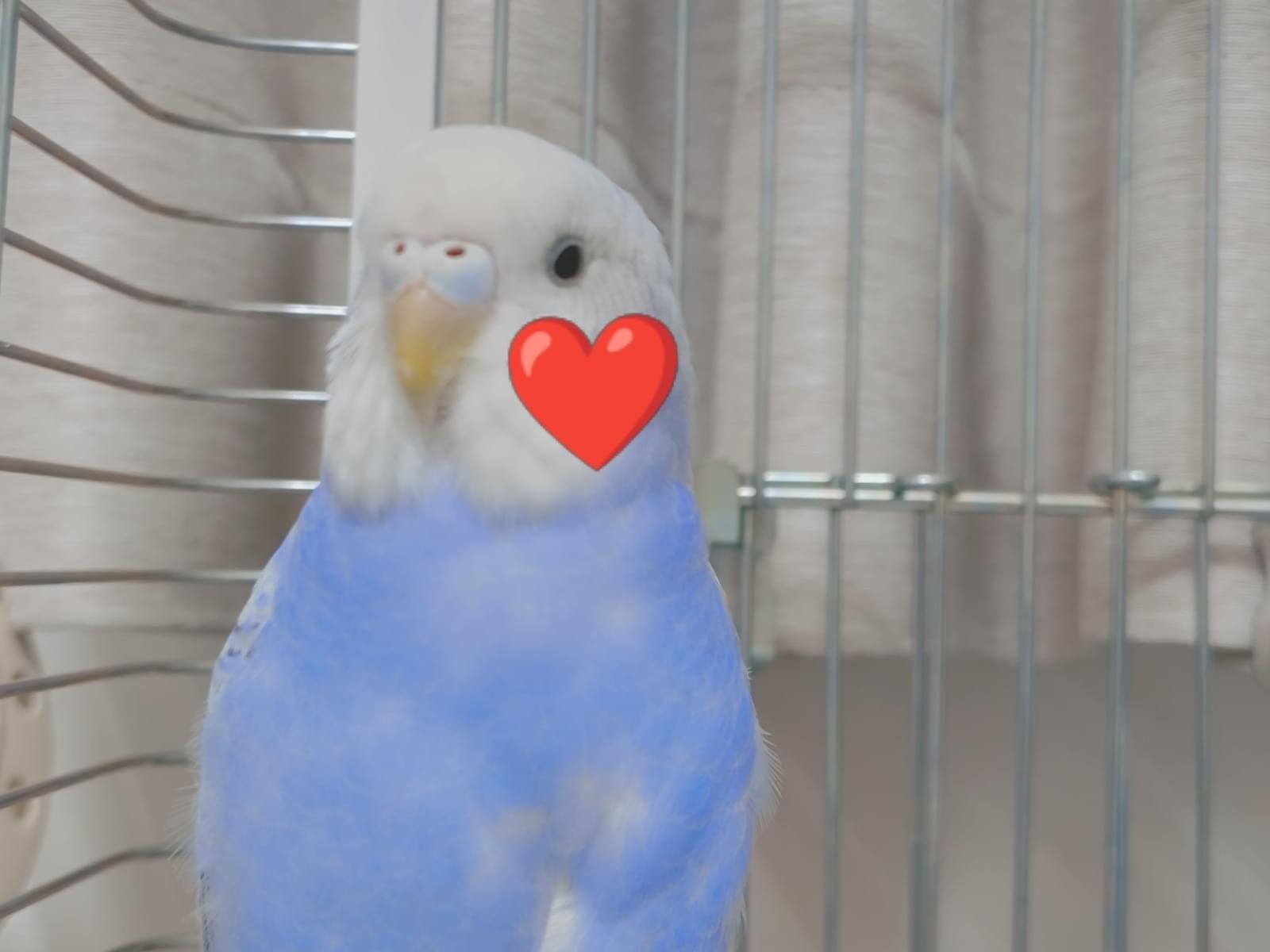 保護された鳥