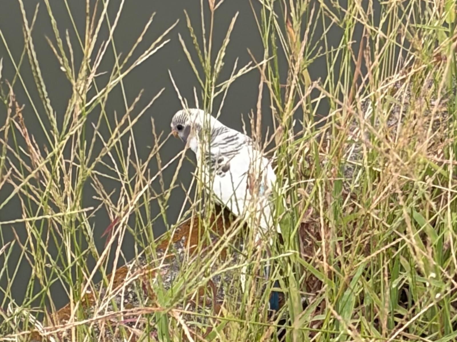 目撃された鳥 目撃された鳥