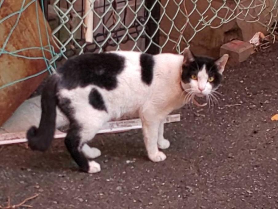 目撃された猫 目撃された猫