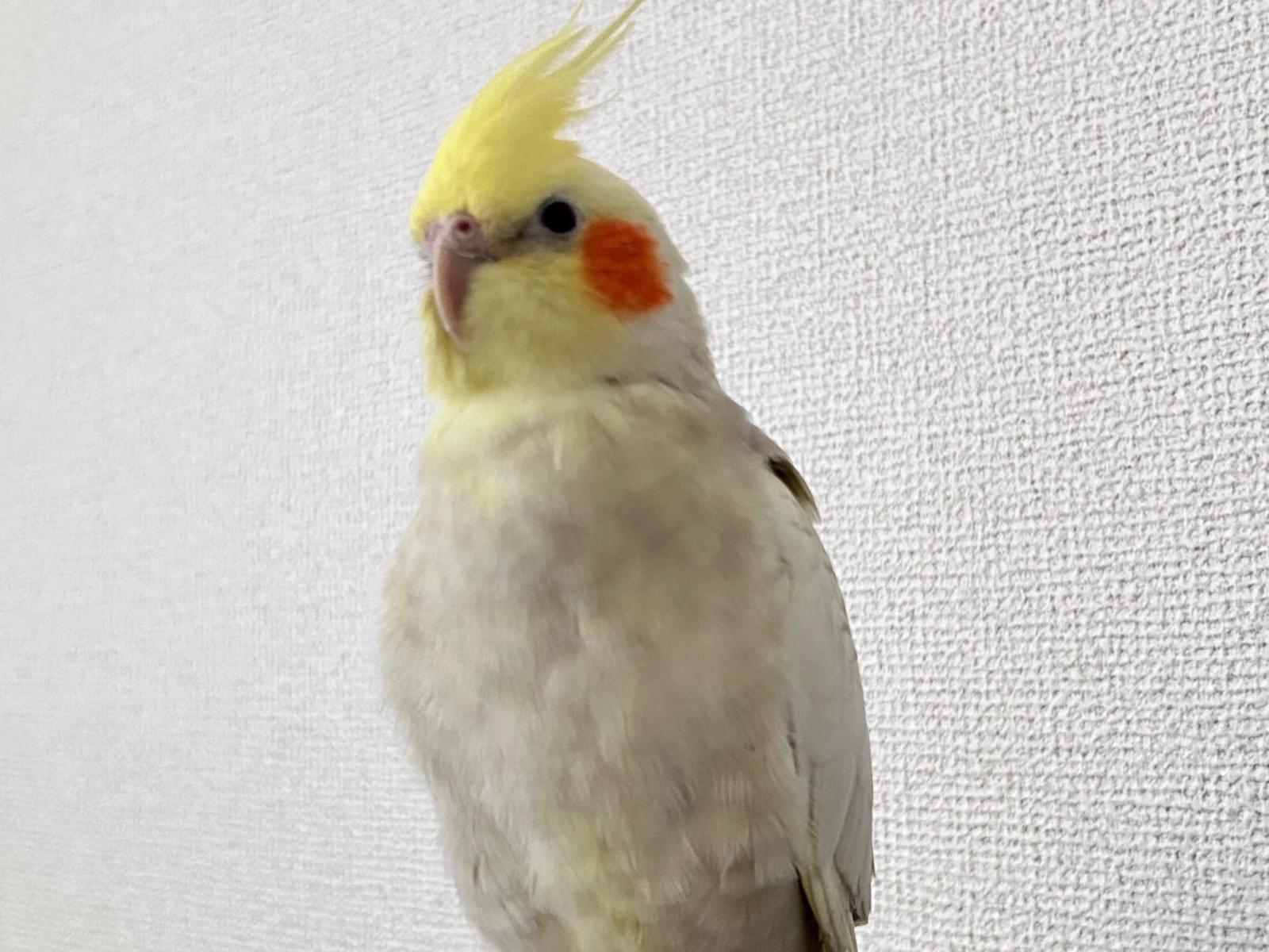 おもちちゃん おもちちゃん