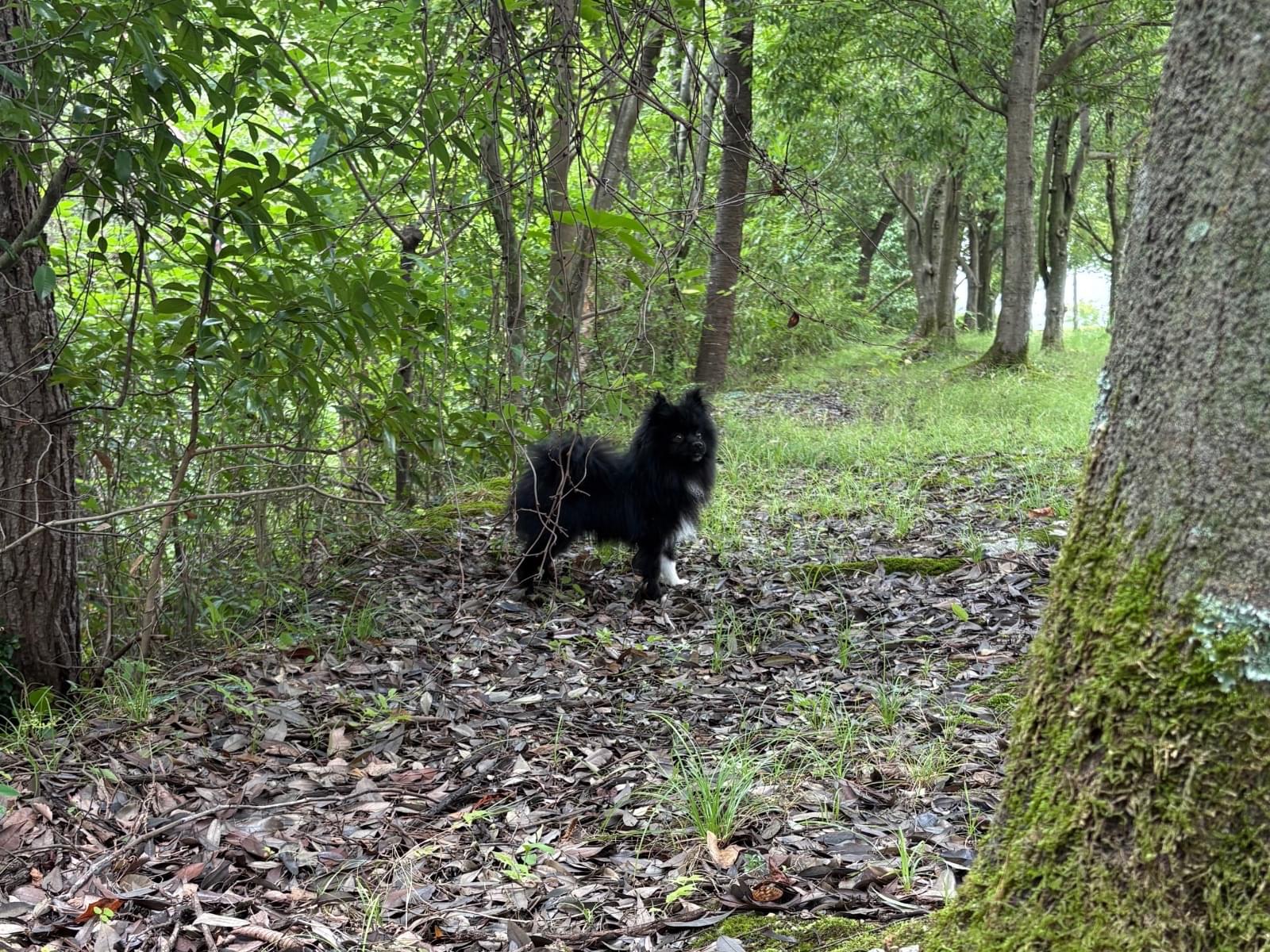 目撃された犬 目撃された犬