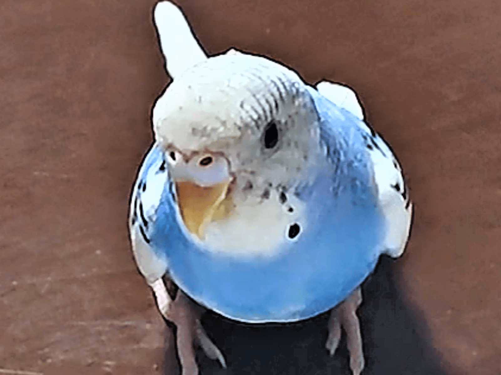 そらちゃん そらちゃん