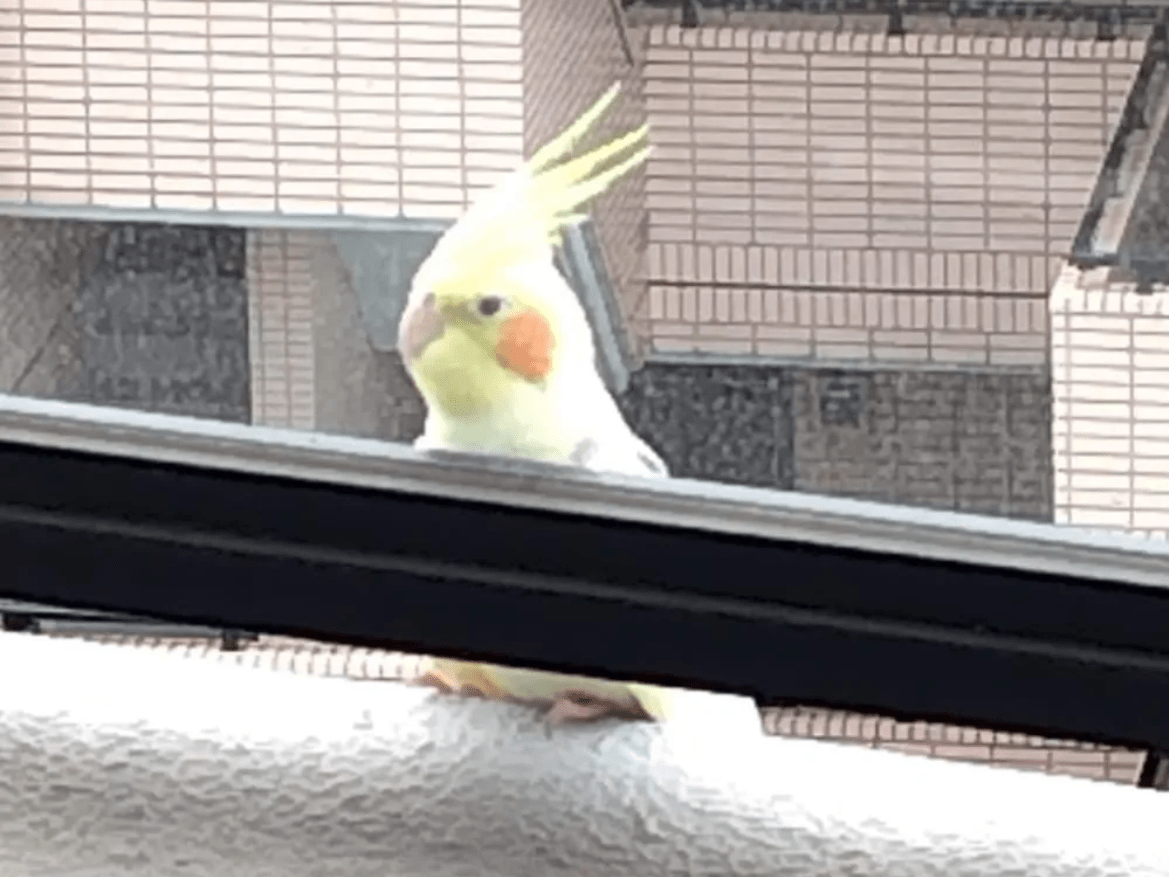 きなこちゃん きなこちゃん