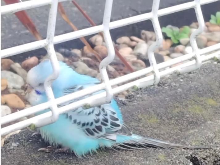 保護された鳥 保護された鳥