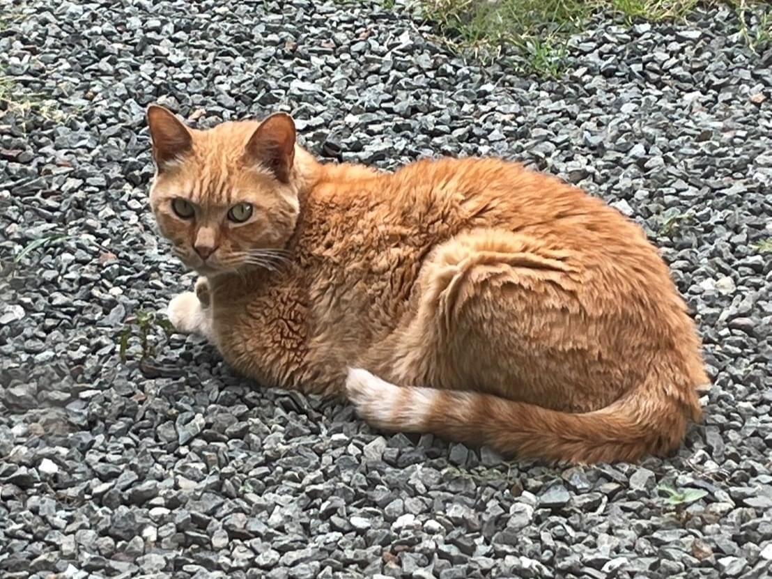 保護された猫 保護された猫