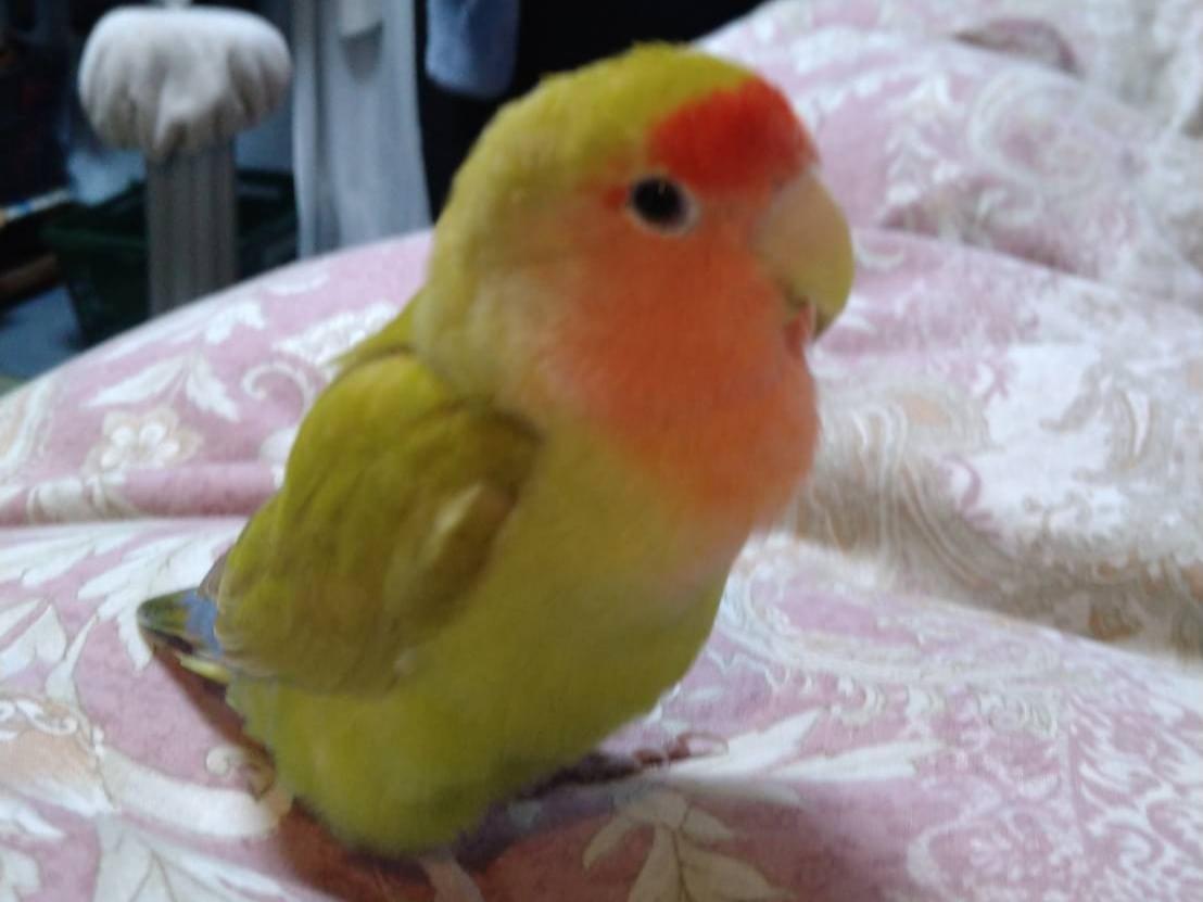 ラミちゃん ラミちゃん