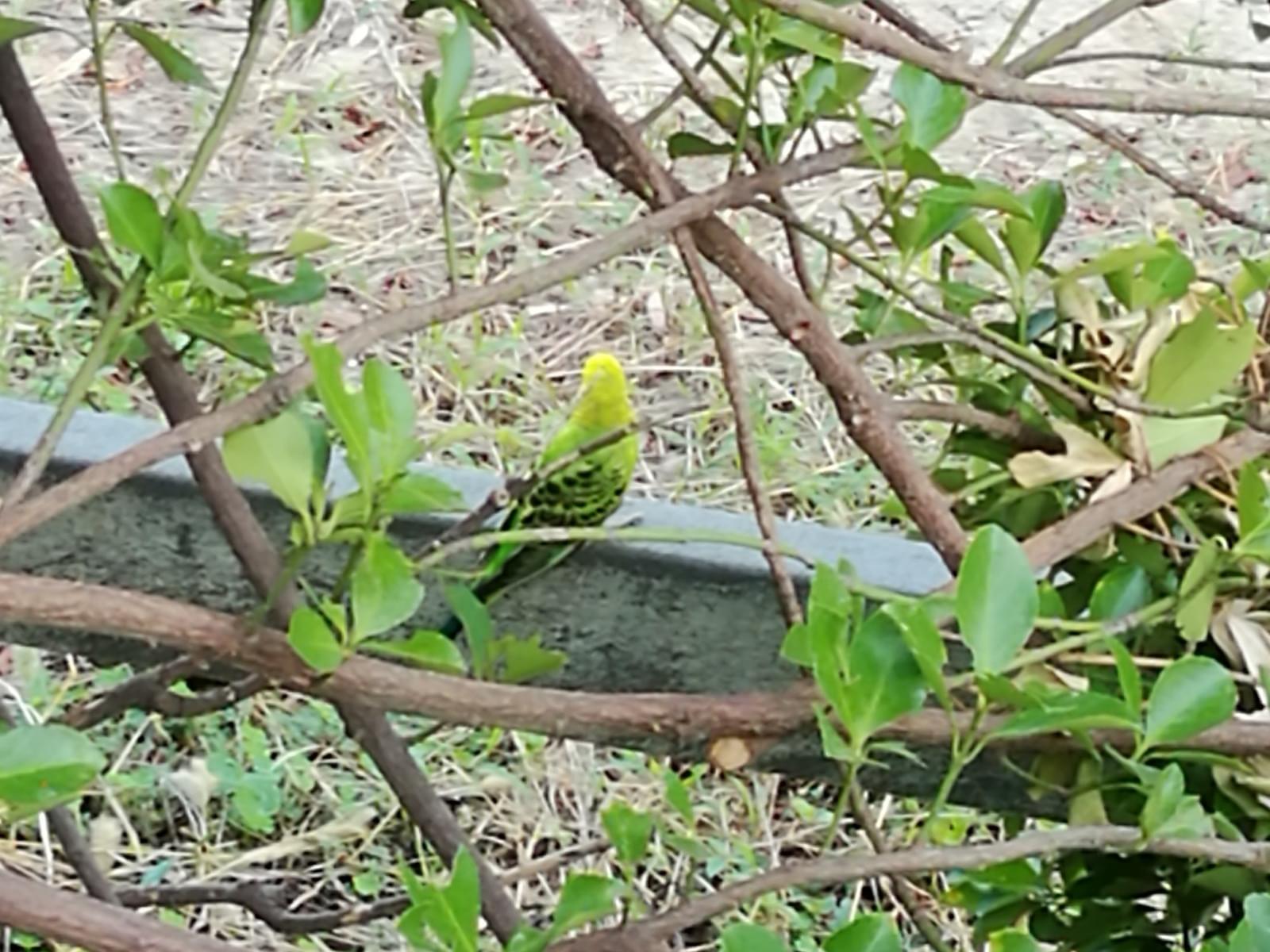 目撃された鳥 目撃された鳥