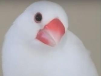 らんちゃん らんちゃん
