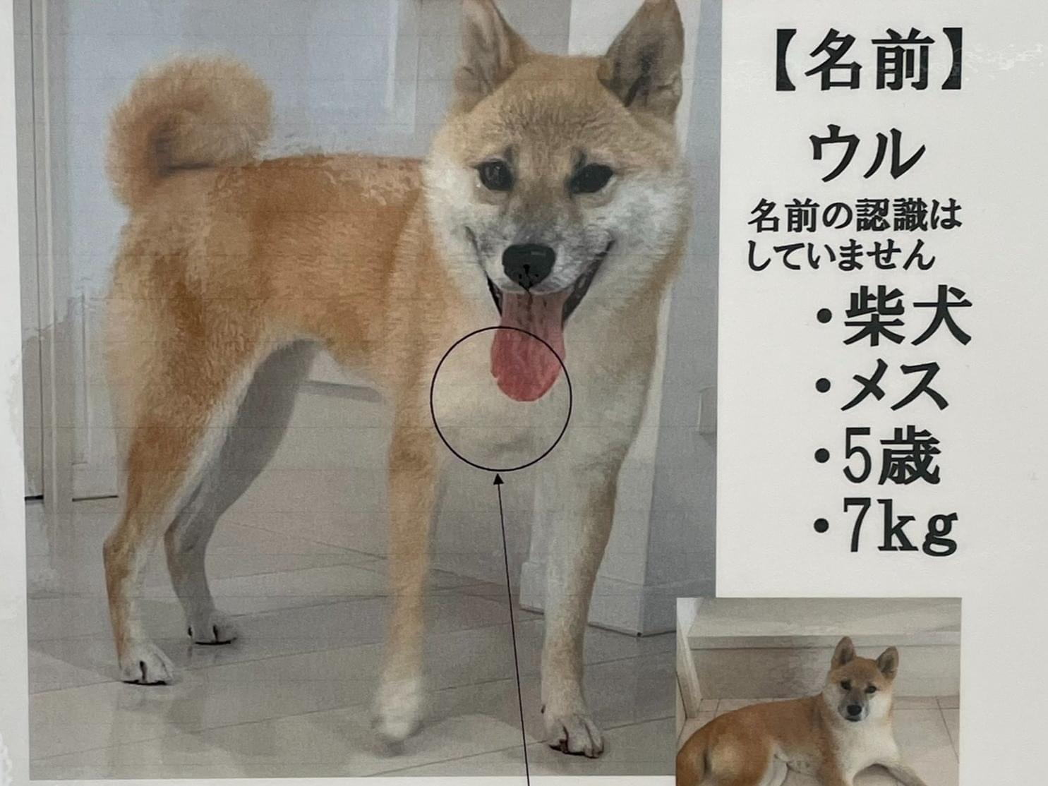 ウルちゃん ウルちゃん