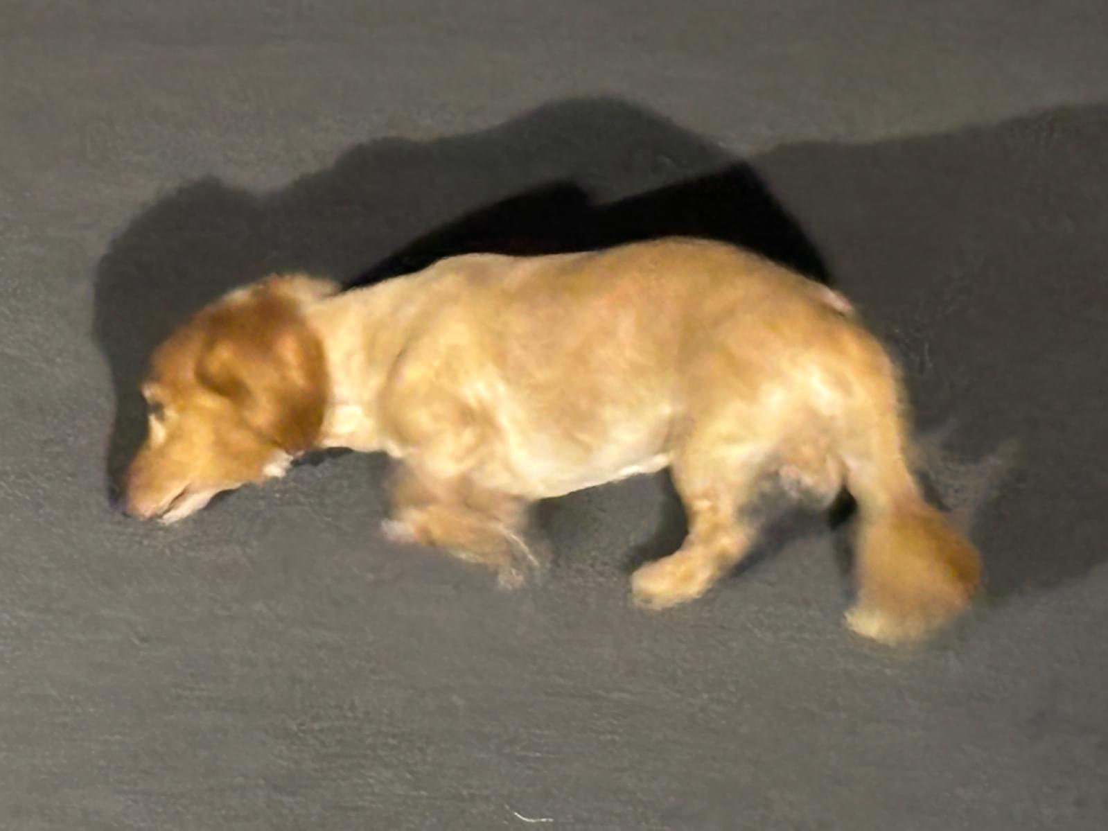 目撃された犬 目撃された犬