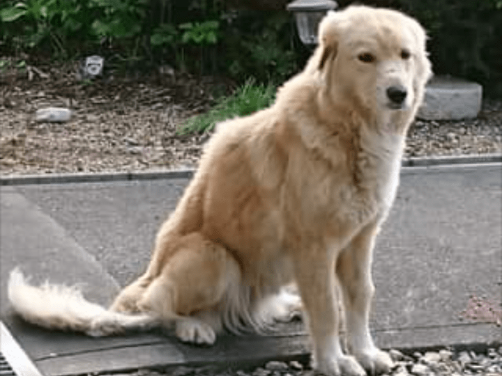 目撃された犬 目撃された犬