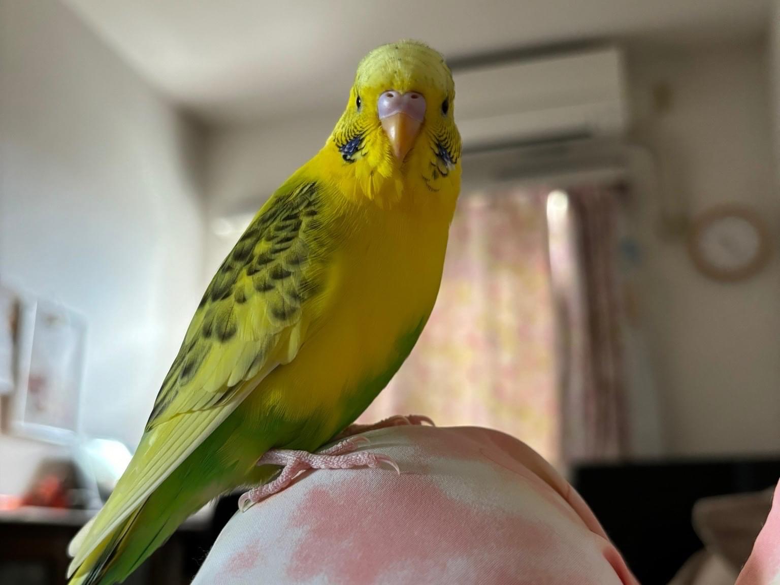 ぴーちゃん ぴーちゃん