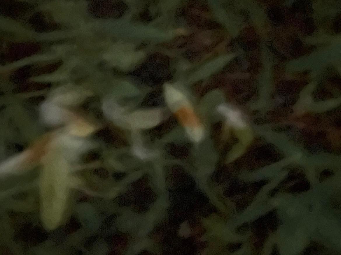 目撃された鳥 目撃された鳥