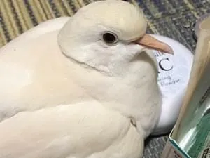 白磁鳩 大下邦弘 カワセミ OSKOB013 – 白白庵（PAKUPAKUAN）