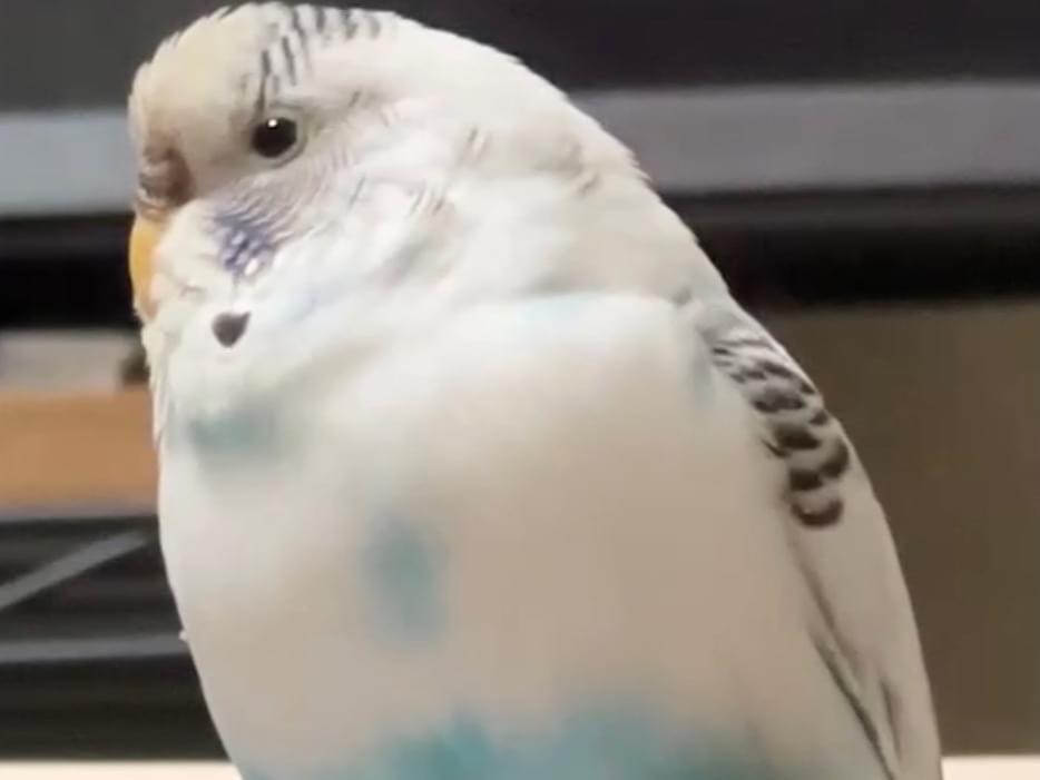 ピーちゃん ピーちゃん