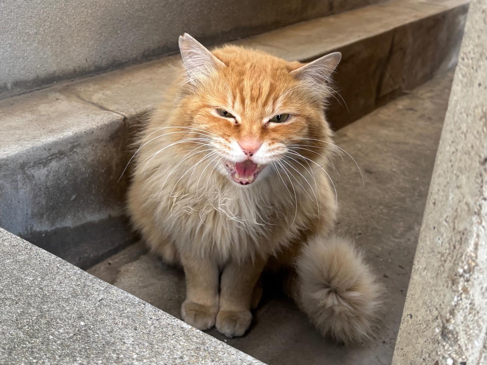 目撃された猫 目撃された猫