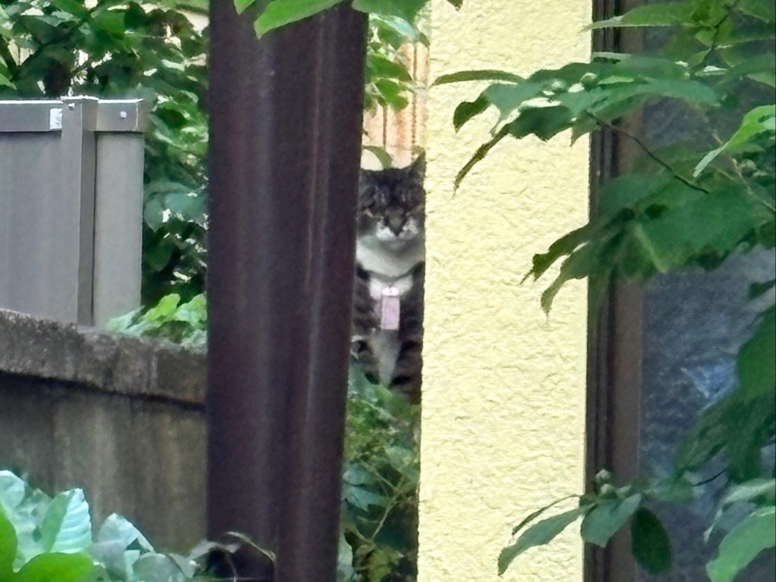 目撃された猫