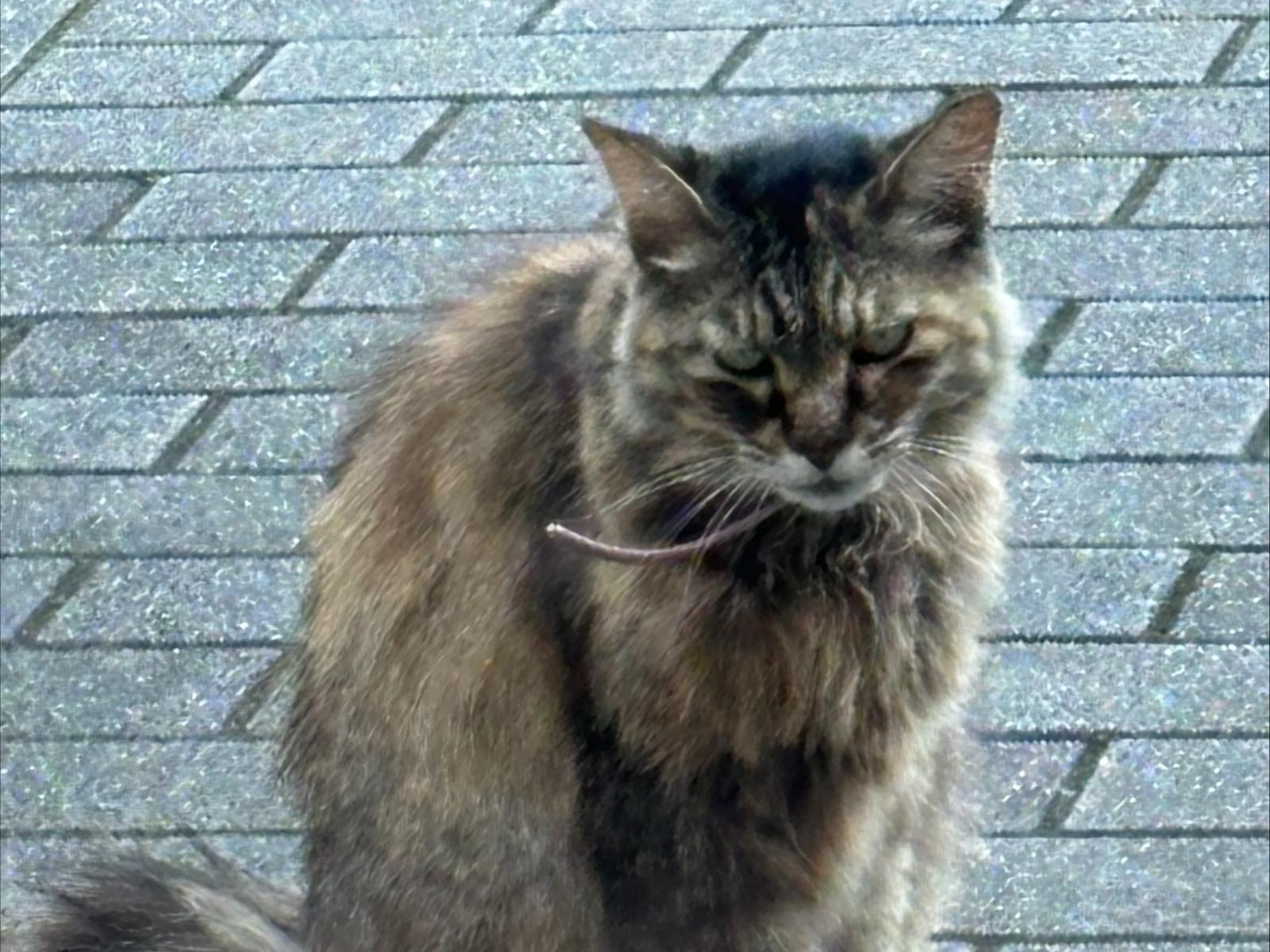 目撃された猫 目撃された猫
