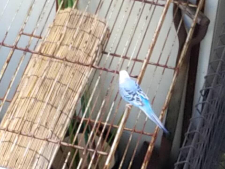 目撃された鳥 目撃された鳥