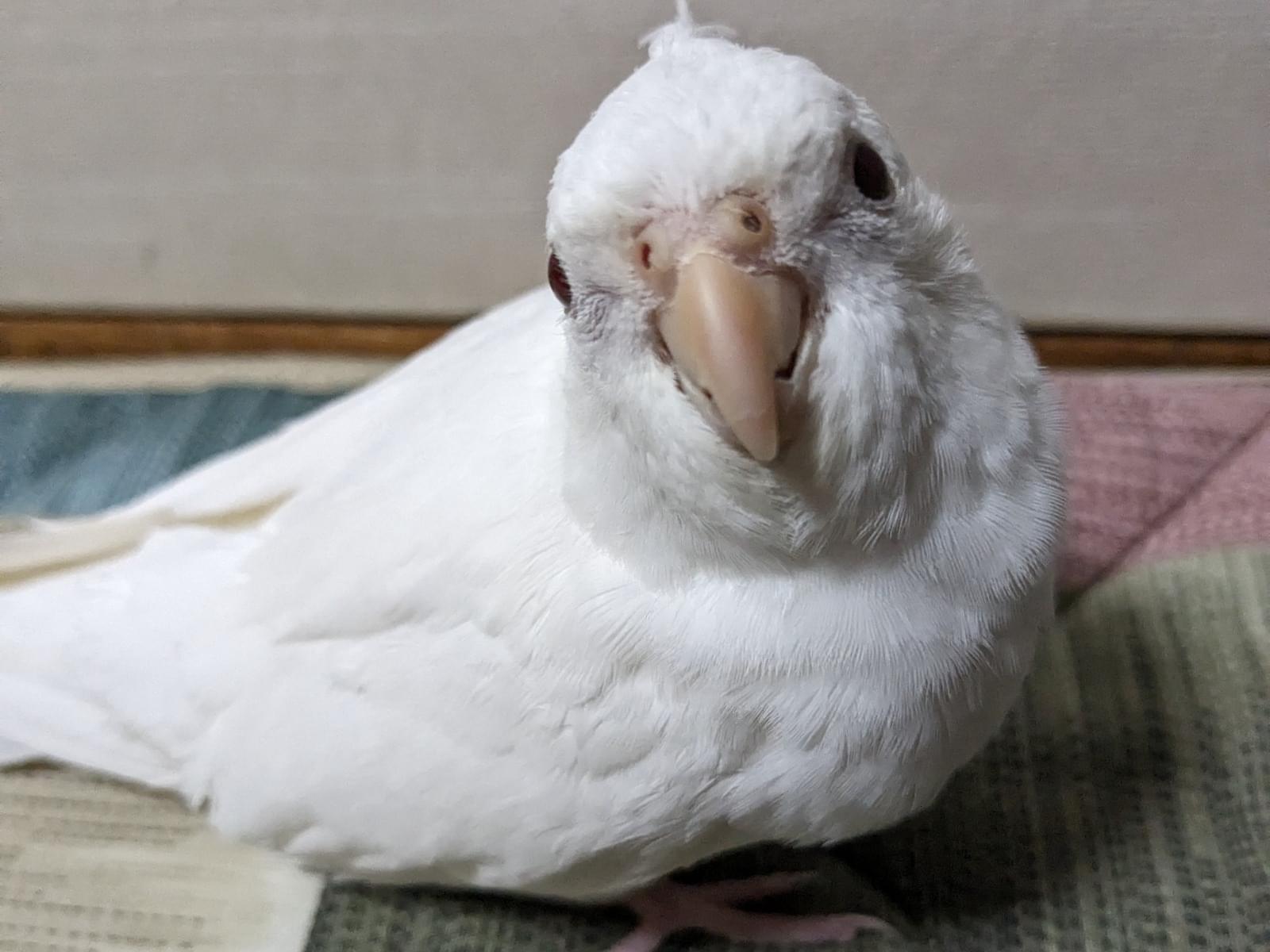タロちゃん タロちゃん