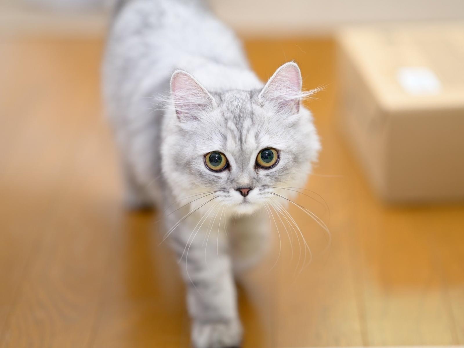 保護された猫 保護された猫