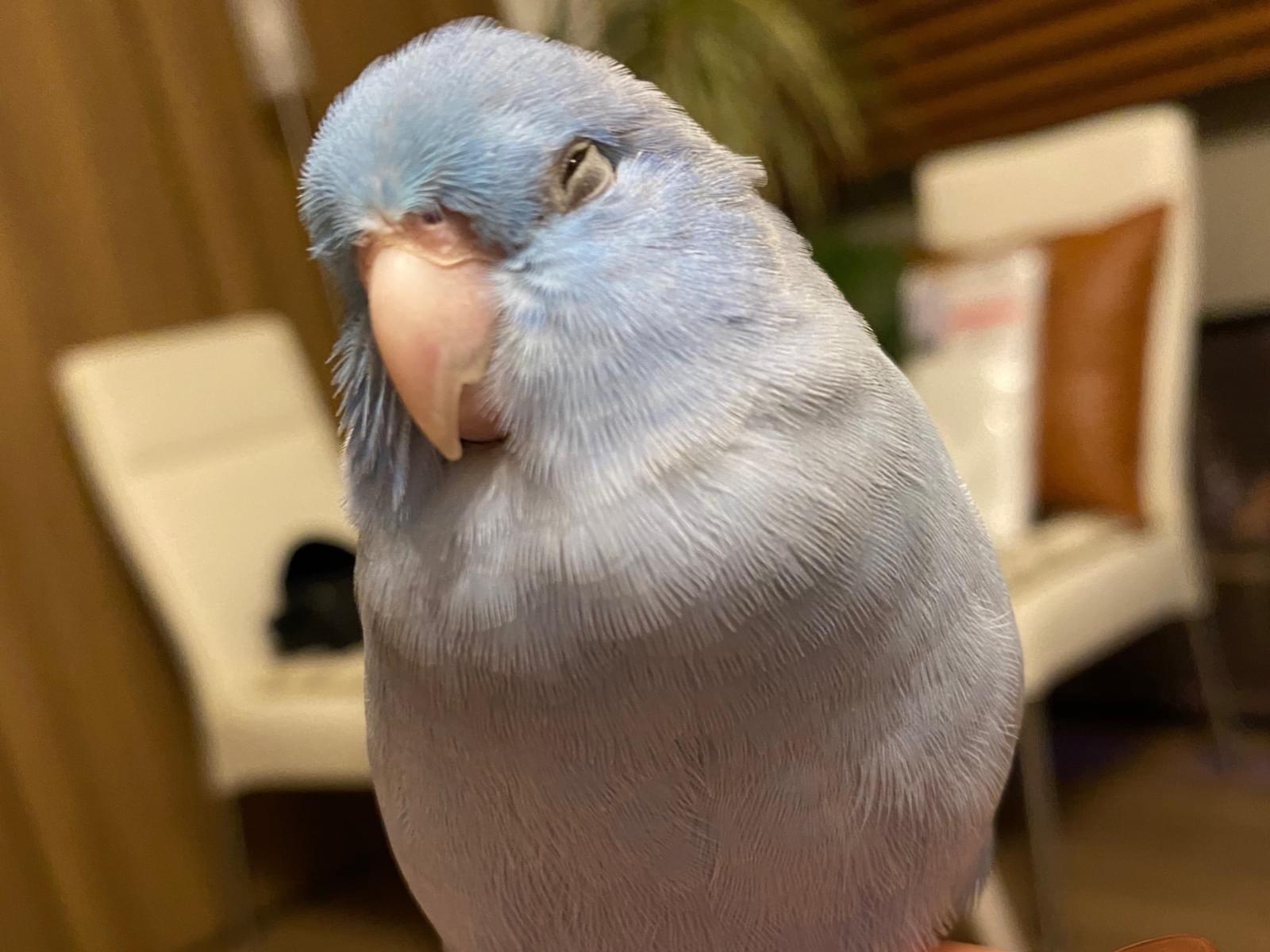 マリーちゃん マリーちゃん