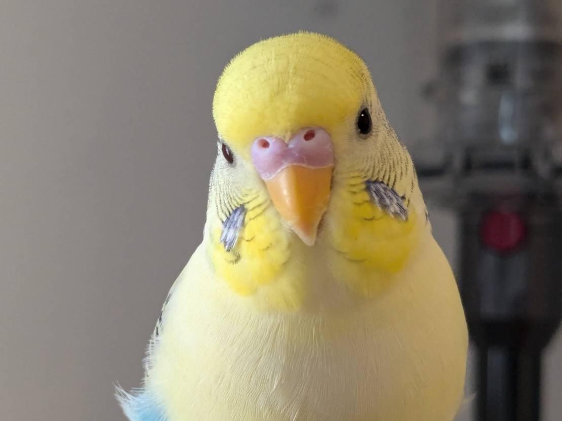 くくちゃん くくちゃん