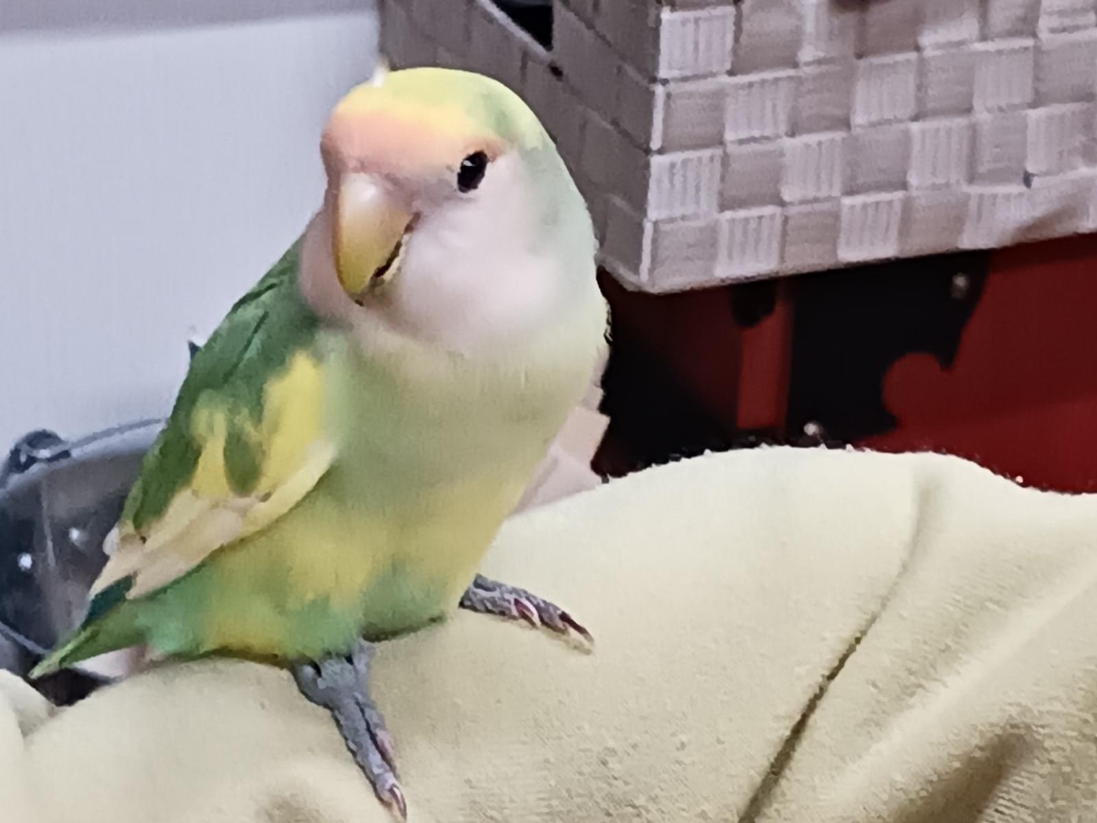 さくちゃん さくちゃん