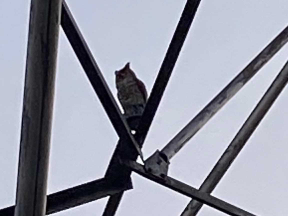 目撃された鳥 目撃された鳥