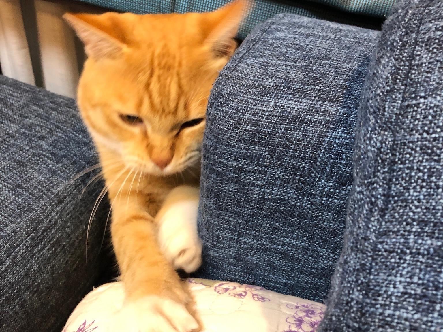 ちゃちゃちゃん ちゃちゃちゃん