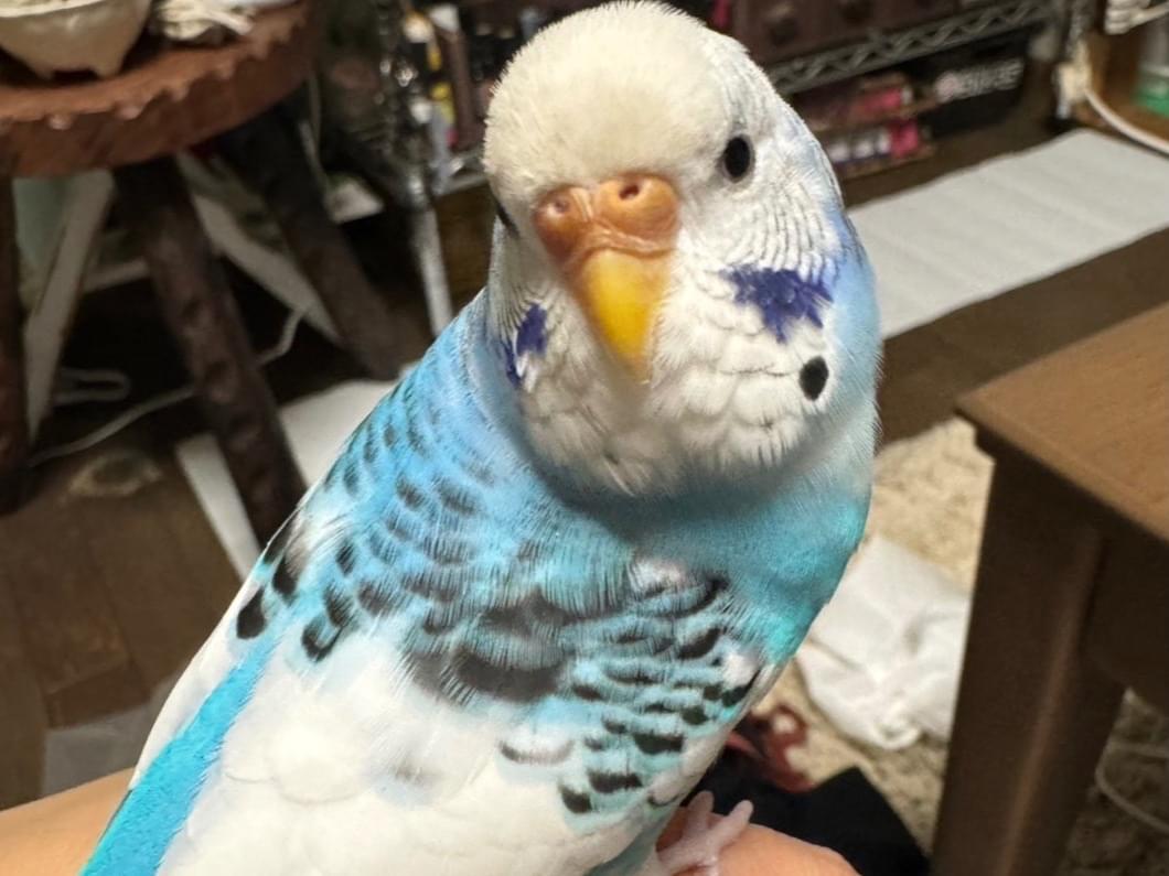うさちゃん うさちゃん