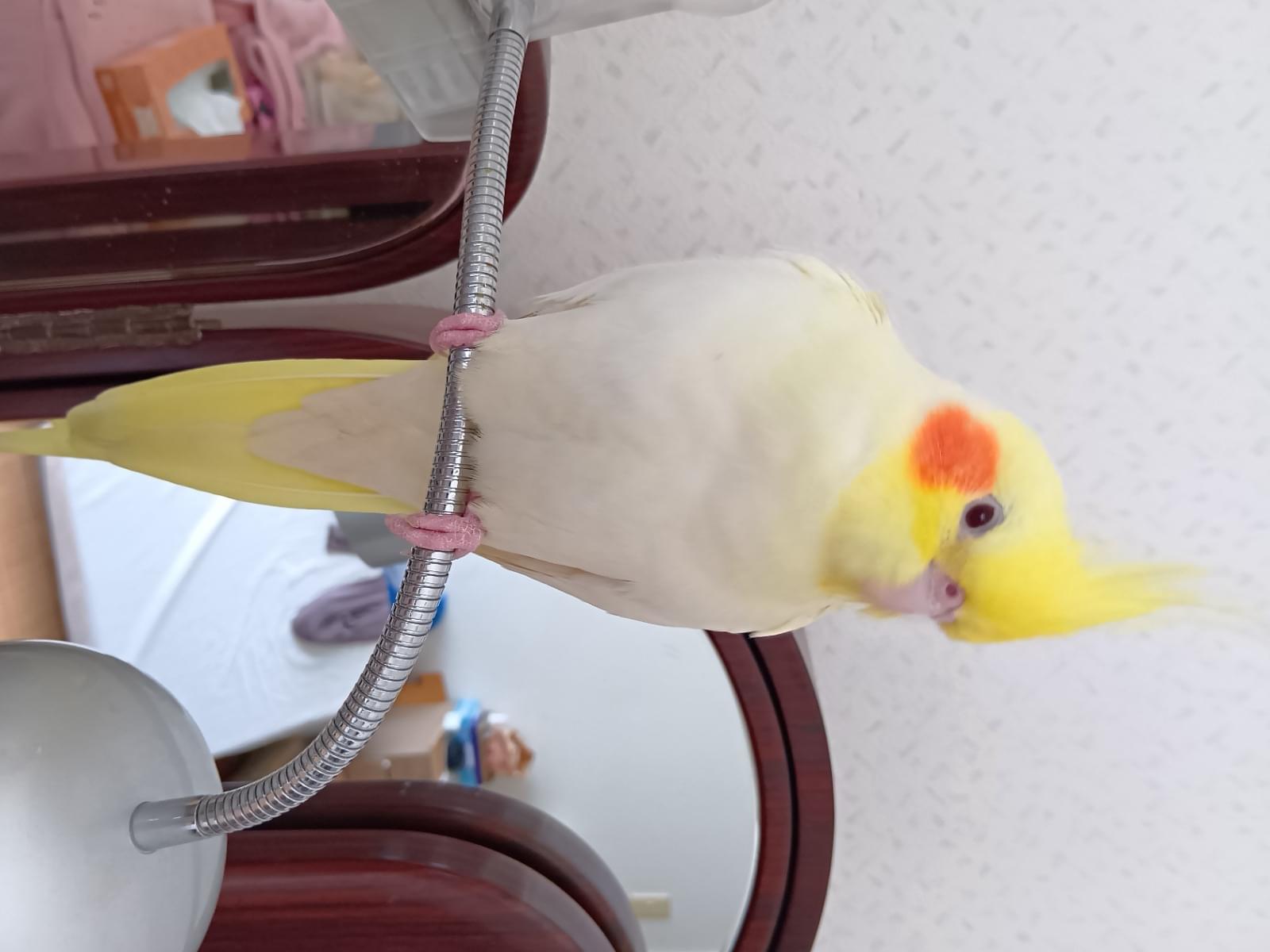 さくらちゃん さくらちゃん
