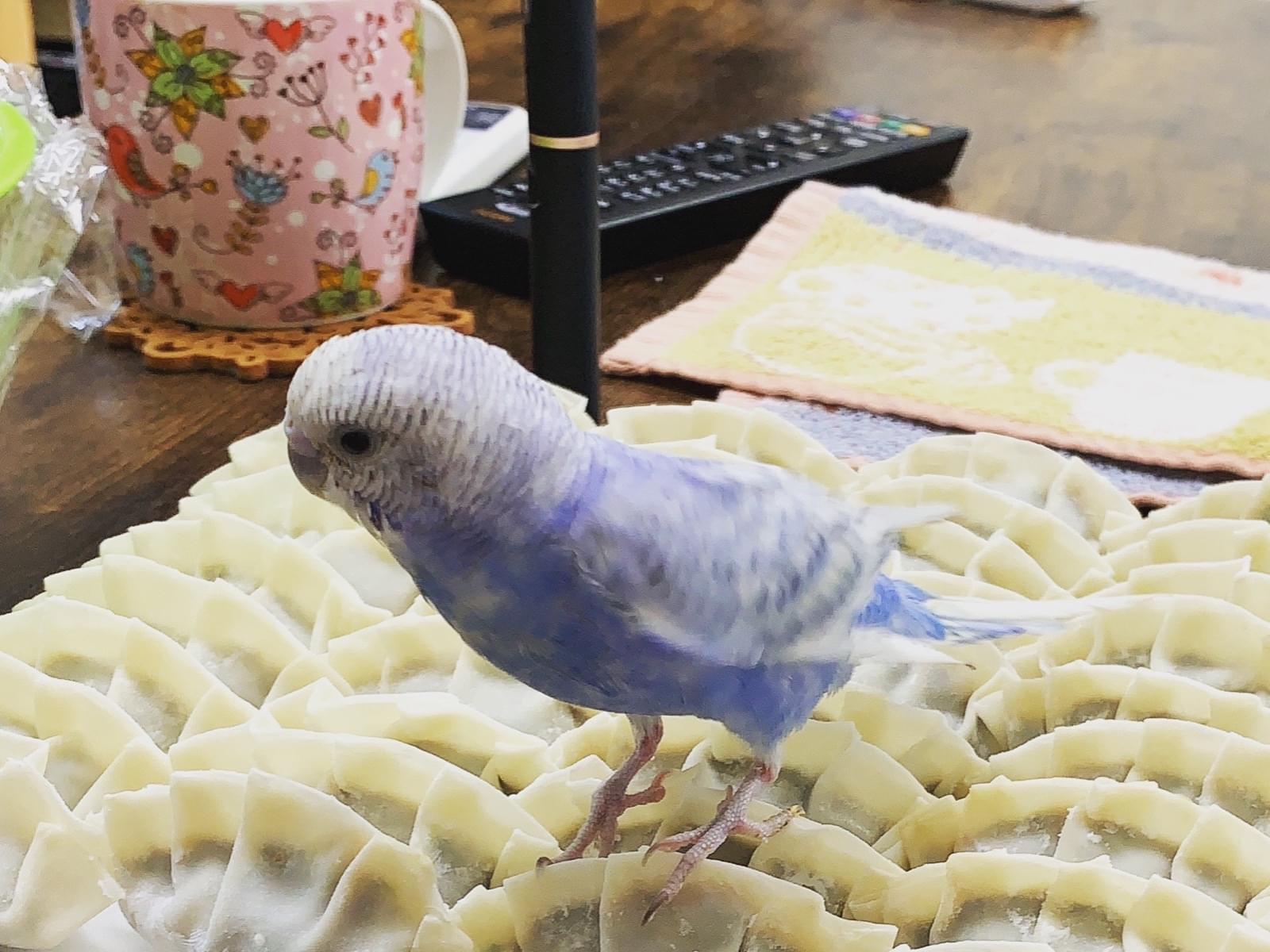 キュウちゃん キュウちゃん