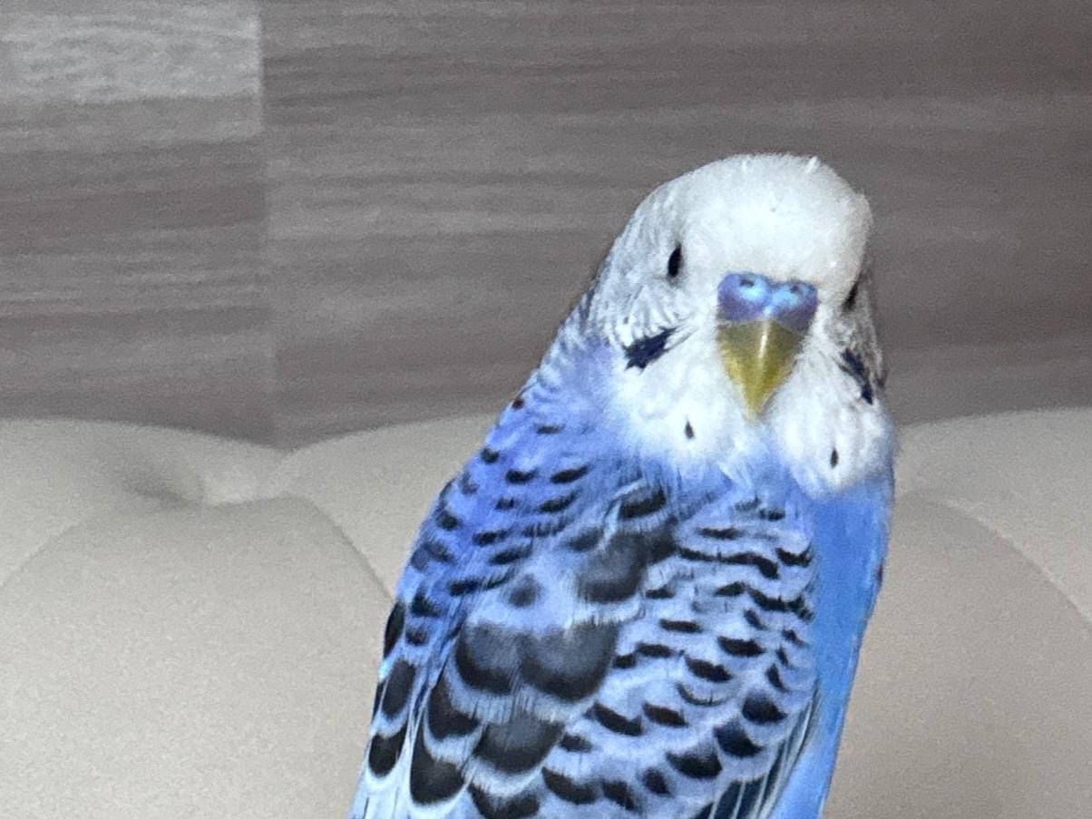 保護された鳥 保護された鳥