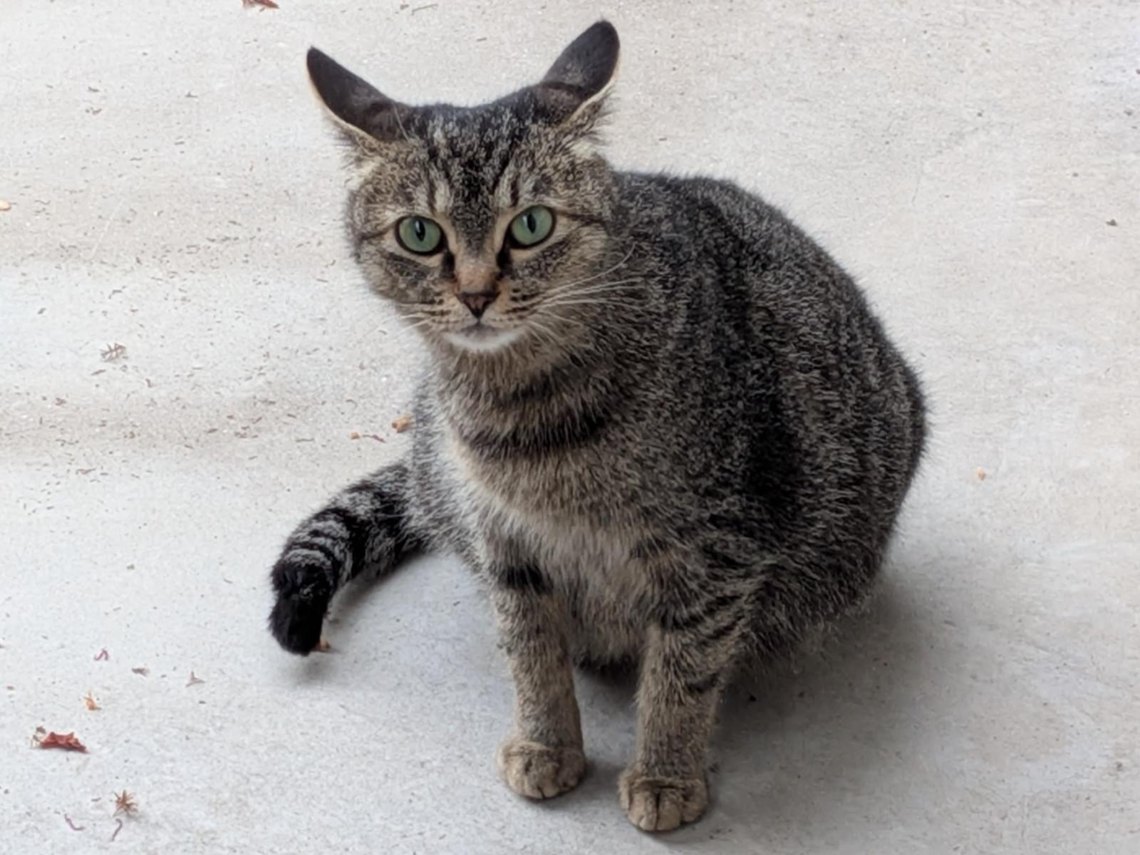 目撃された猫 目撃された猫